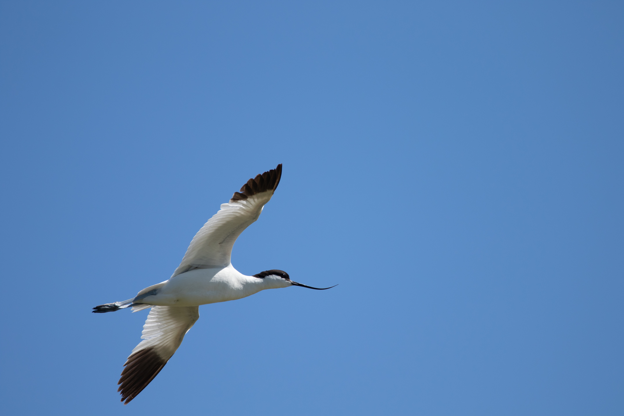 Avocette élégante en vol